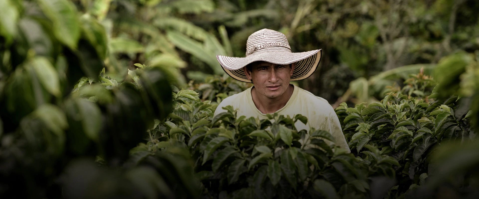 Sustainable coffee production